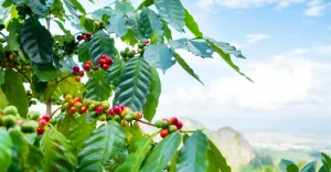 Café de Torrinha selo de indicação geográfica