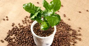jardinagem para iniciantes, até café