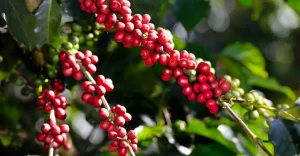 estudo revela potencial dos grãos de café