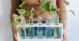 NASA Revela: jiboia Purifica Seu Lar