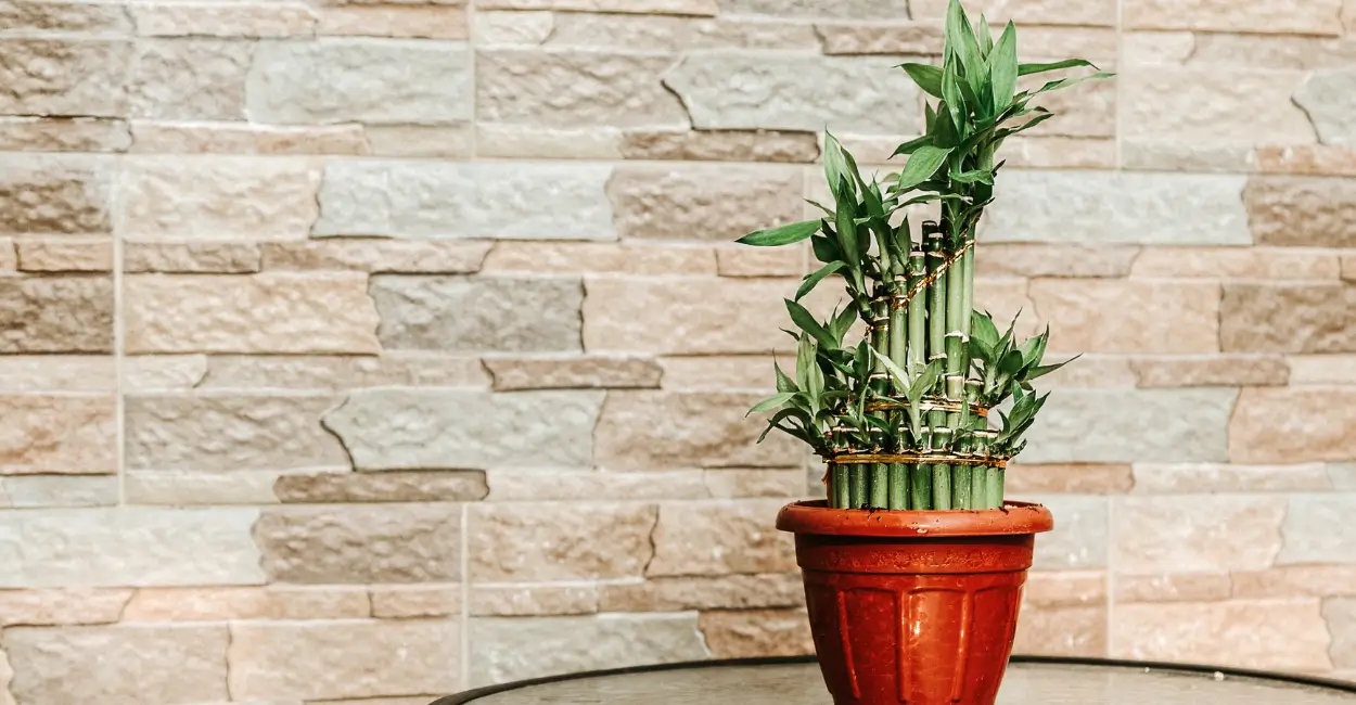 4 Dicas para seu bambu da sorte ficar sempre verde