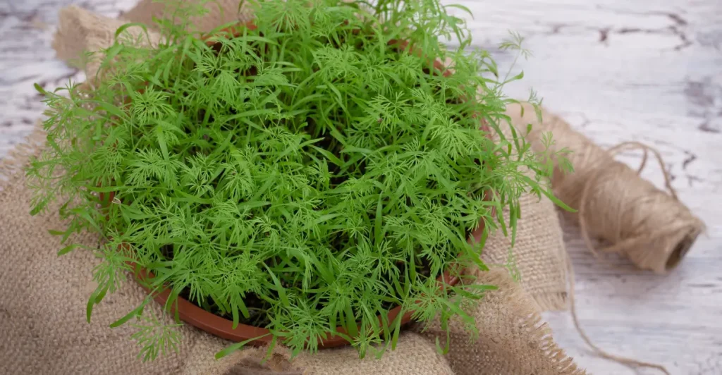 Planta aromática que protege jardim de insetos