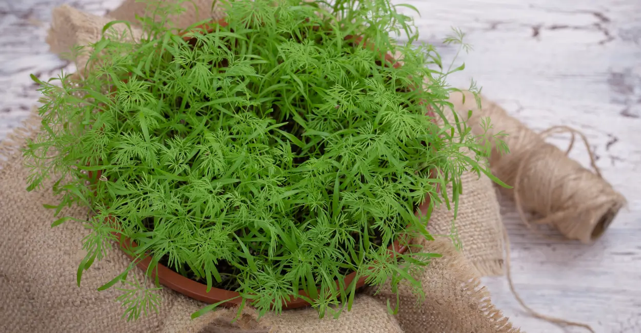 Planta aromática que protege jardim de insetos