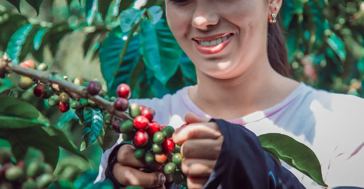 Mulheres do café no Paraná
