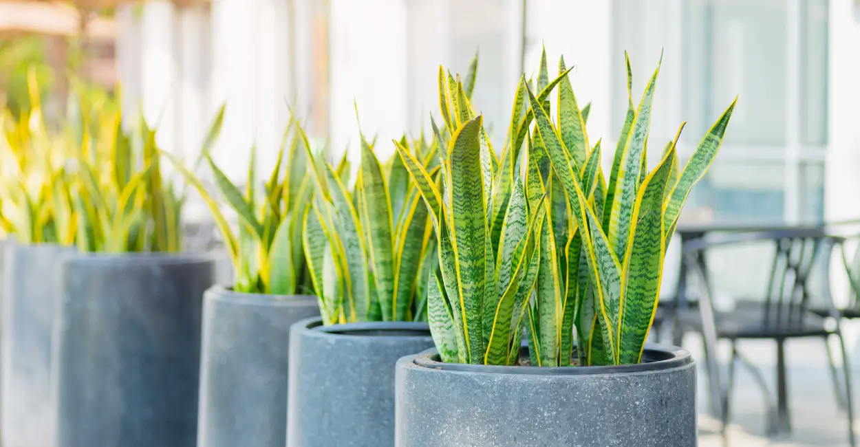 plantas que não combinam com ambientes internos