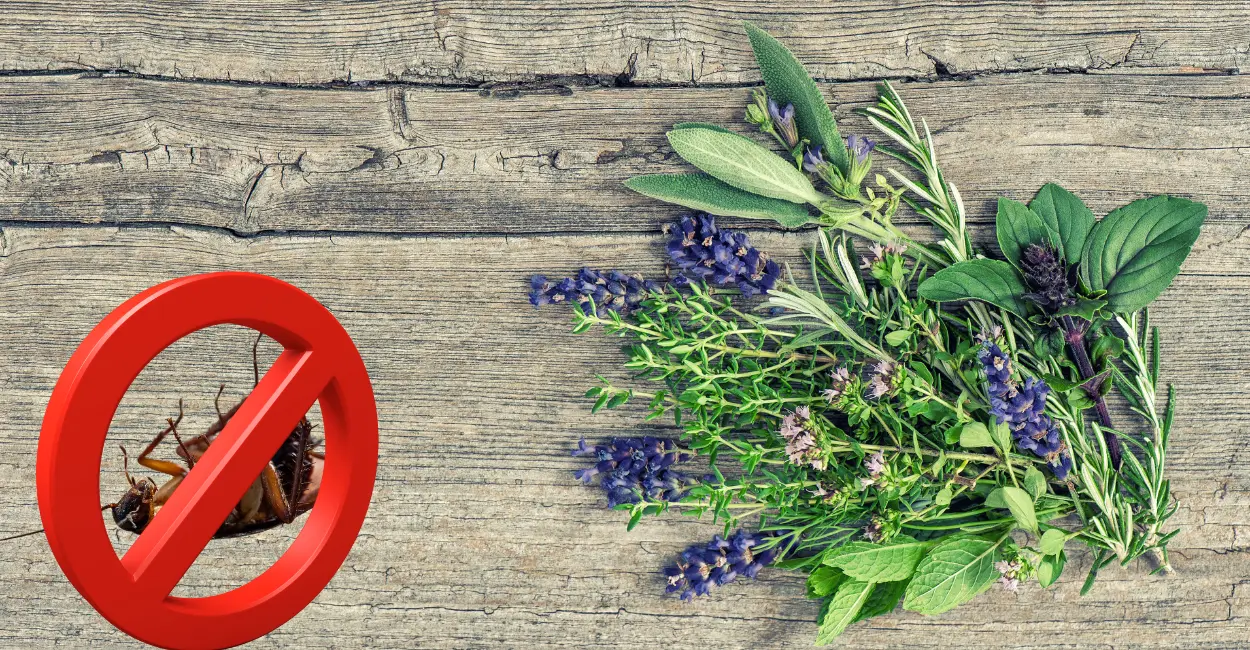 3 plantas que ajudam a evitar baratas em casa