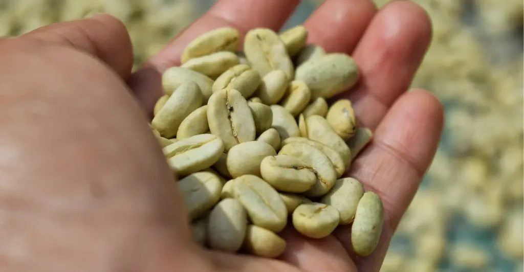 O que é o terroir que modifica o sabor do café, queijo e vinhos