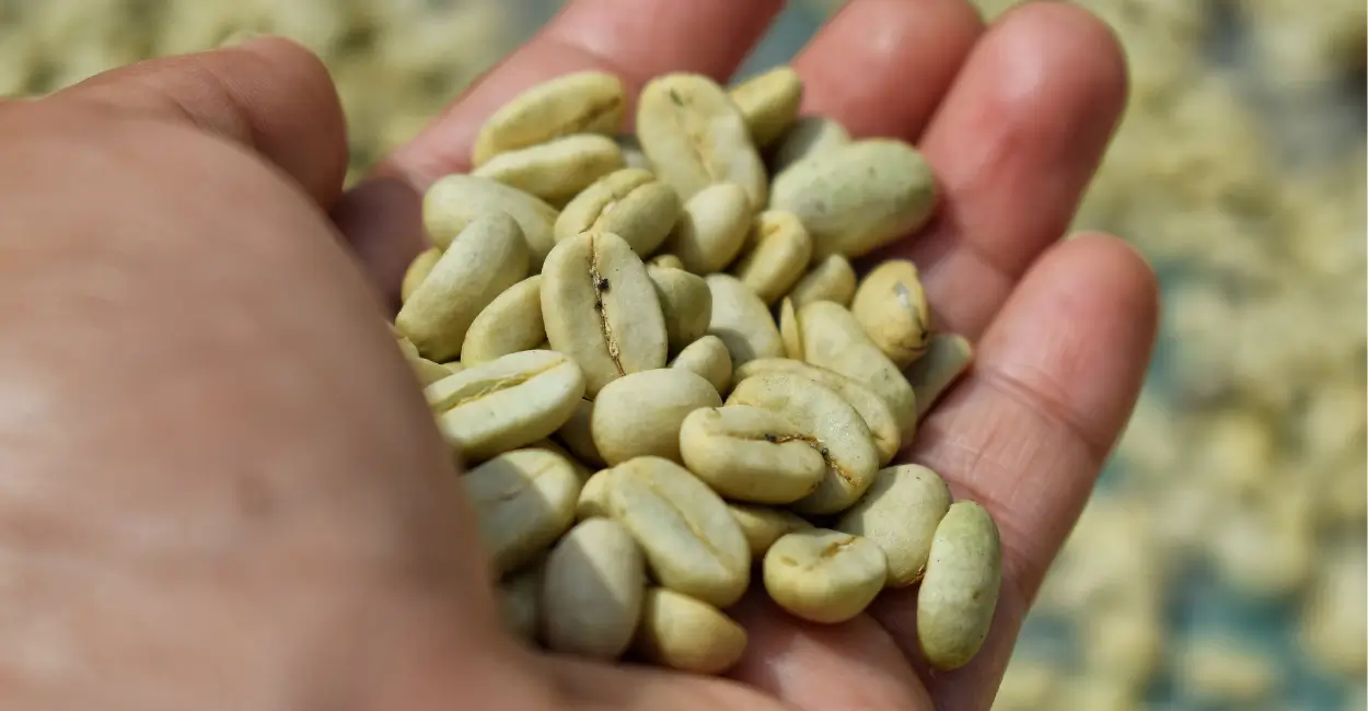 O que é o terroir que modifica o sabor do café, queijo e vinhos