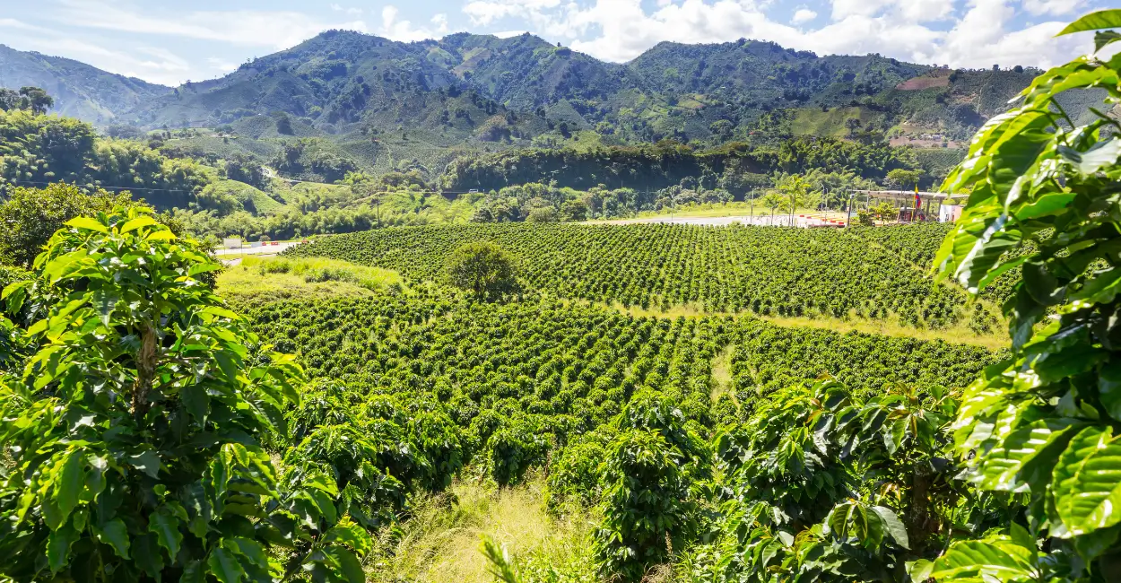 Turismo do café rota de Minas Gerais montanhas