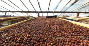 Preços do café disparam e provocam impacto no bolso do brasileiro