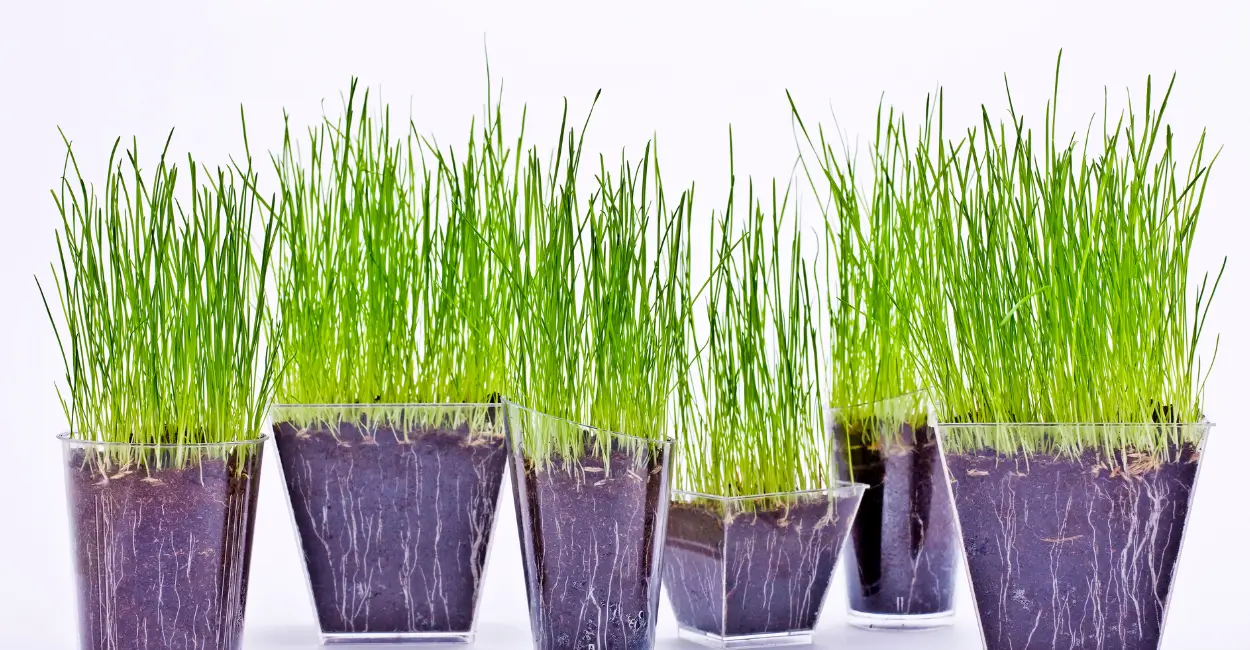 Saiba como plantar cebolinha em casa: dicas fáceis