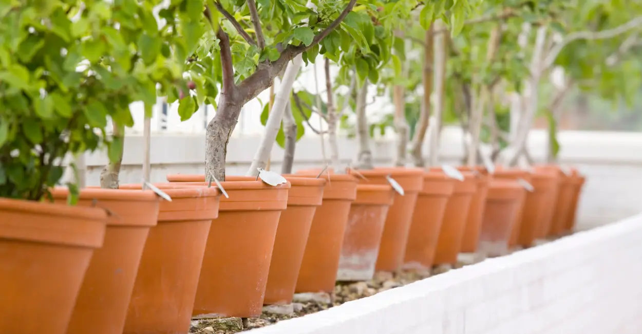 Árvores frutíferas que podem ser cultivadas em vasos - cuidados e dicas