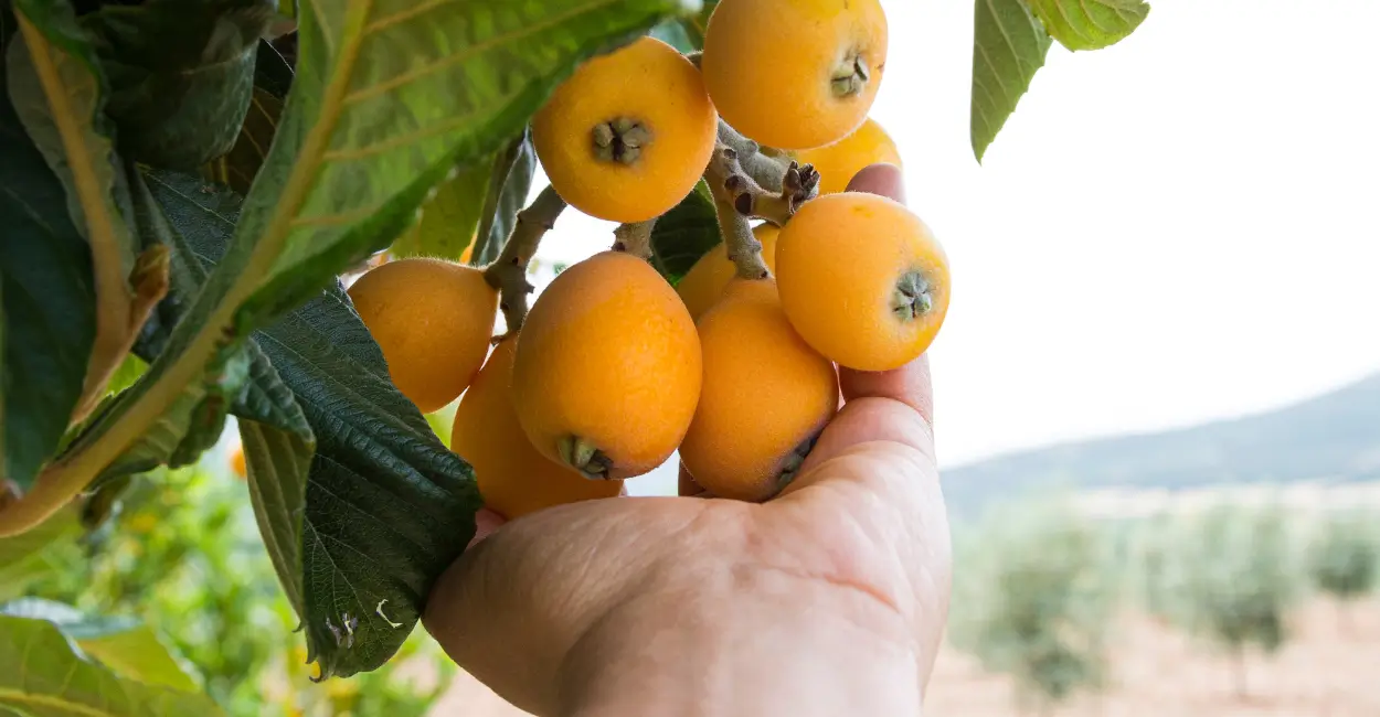 Nêspera faz bem para o fígado e tem antioxidantes