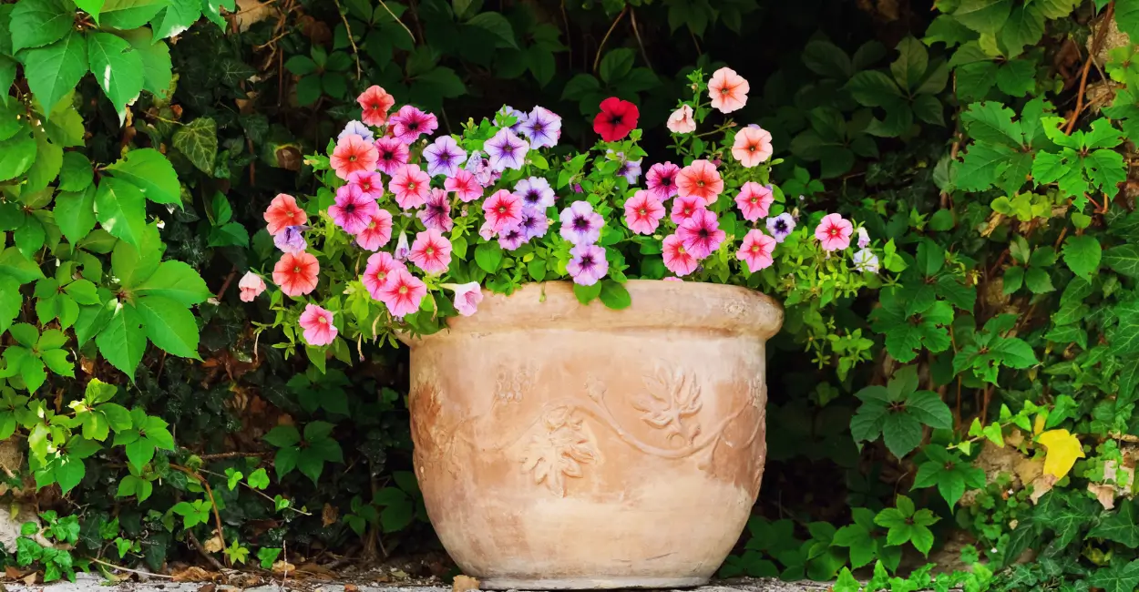 Petúnia para plantar na primavera para florescer no verão