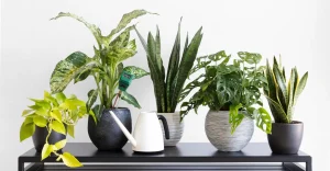 Plantas fáceis de cultivar dentro de cada e seus benefícios