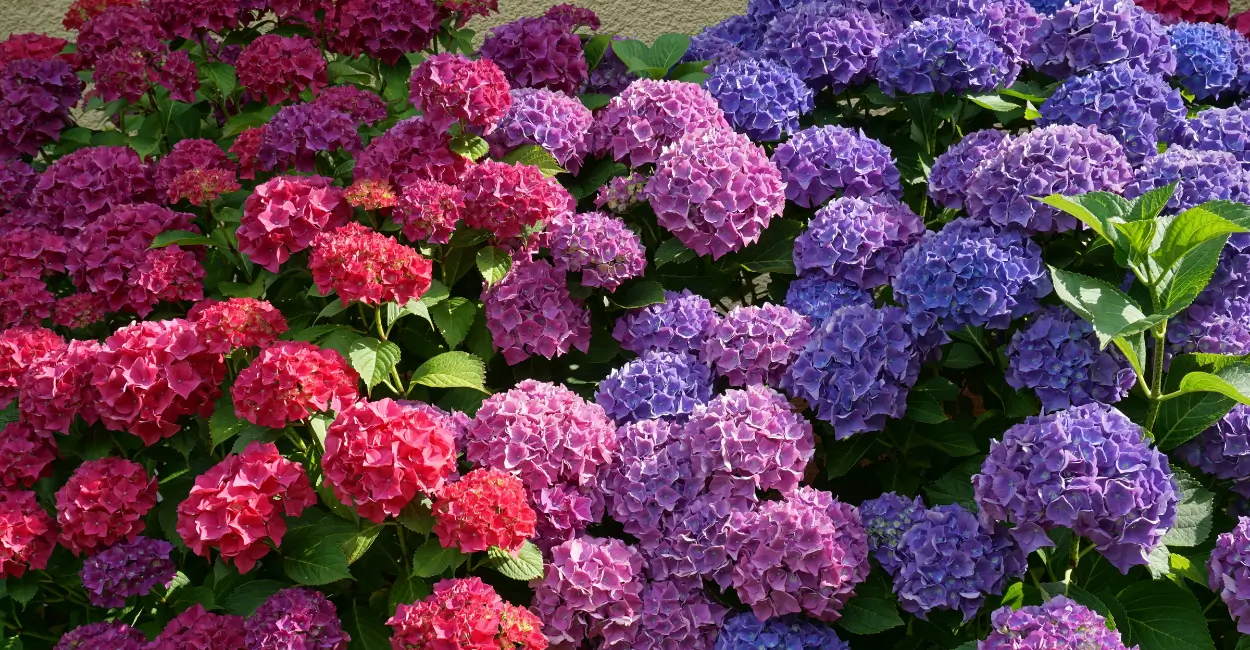 Plantas exóticas e que trocam de cor