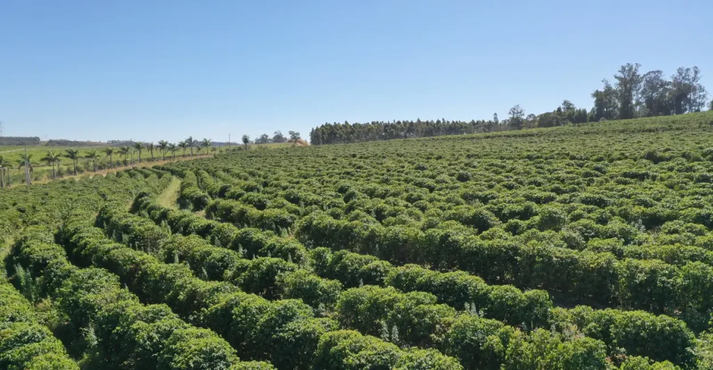 Seca pode impactar safra brasileira de café