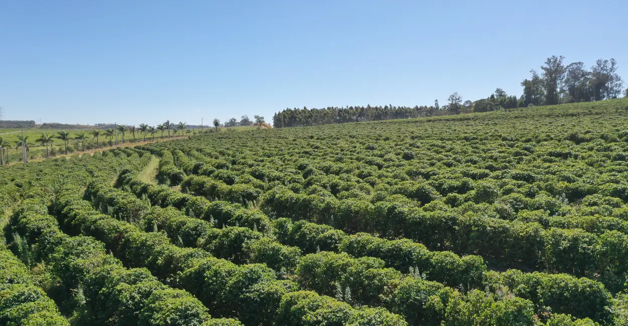 Seca pode impactar safra brasileira de café