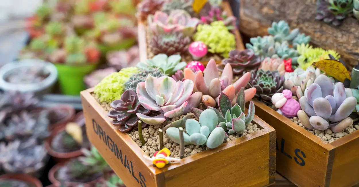 Por que as suculentas lideram a jardinagem terapêutica?