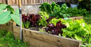 Taioba? importante planta não convencional para alimentação