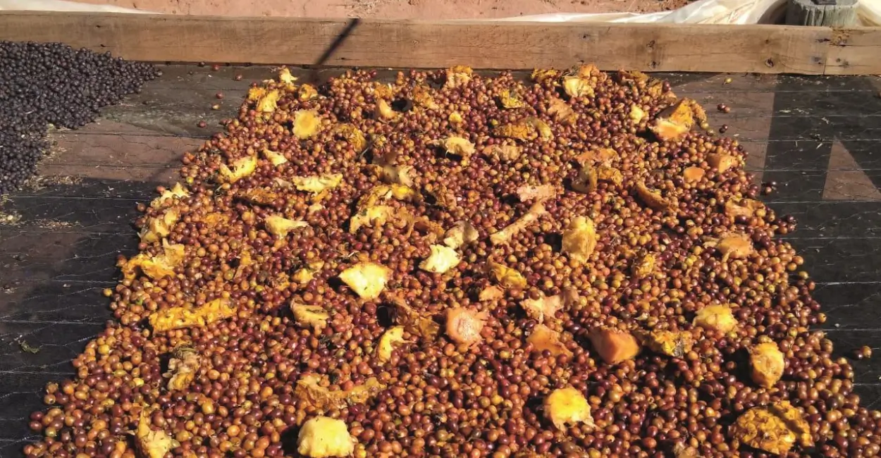 Café com infusão na produção