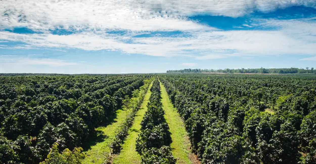 Descubra curiosidades sobre o processo de produção dos melhores cafés
