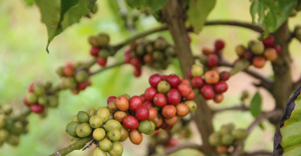 Robusta amazônico do Acre é destaque na SIC 2025